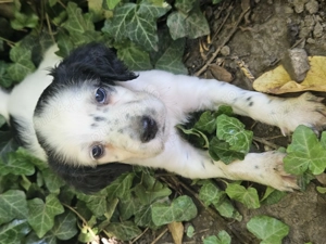 Cățeluși setter englez  - imagine 3