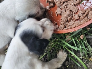 Cățeluși setter englez  - imagine 4