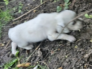 Cățeluși setter englez  - imagine 2