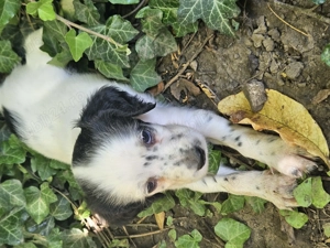 Cățeluși setter englez  - imagine 5