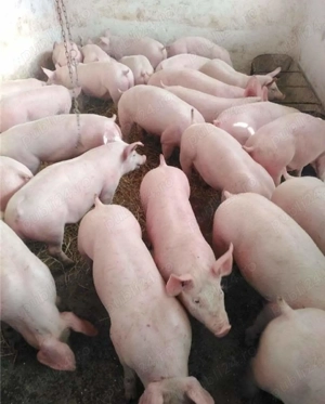 Porci 30     160 kg - imagine 2 Porci 30     160 kg - imagine 2
