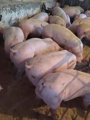 Porci 30     160 kg