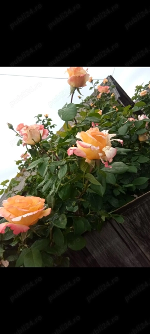 Urgent vânt teren+ casă 5100 m  Gostilele - imagine 2