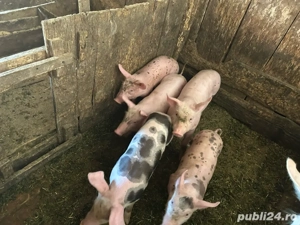 vand purcei  - imagine 2