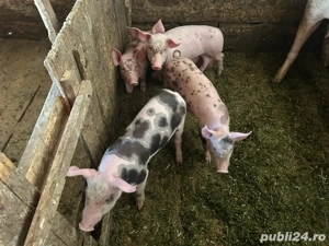 vand purcei  - imagine 5