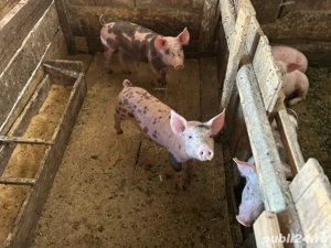 vand purcei  - imagine 3