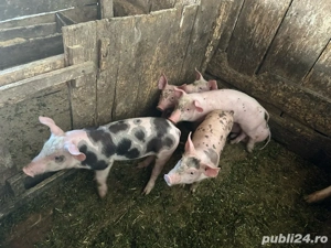 vand purcei  - imagine 4