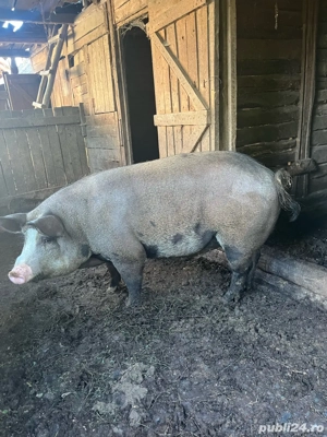 vand porc  - imagine 3