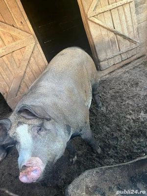 vand porc  - imagine 4