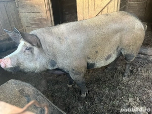 vand porc  - imagine 2