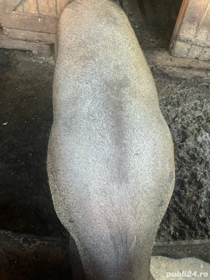 vand porc  - imagine 5