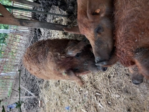 De sacrificat mangalita rosu cu pedigree