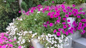 Ofer ajutor lecții cls I-IV , precum și limba română  clasele V-VIII