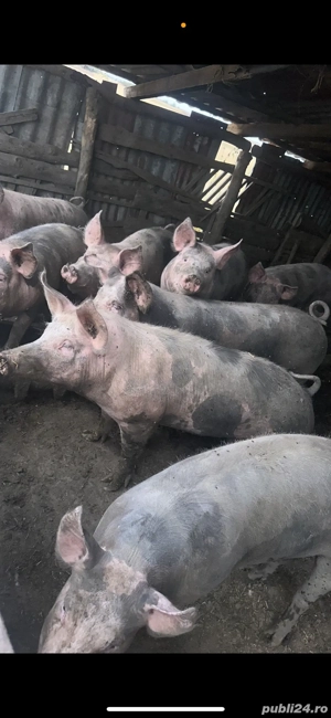 vand porci pietrean rasa de carne - imagine 2