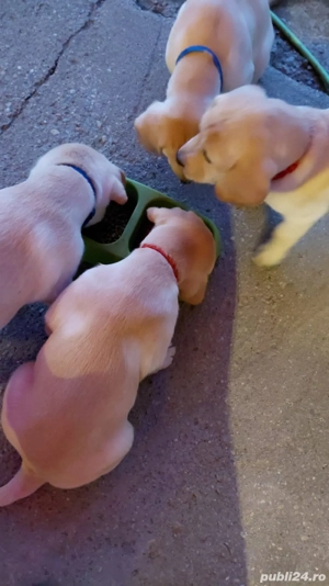 Puii de labradori  - imagine 2