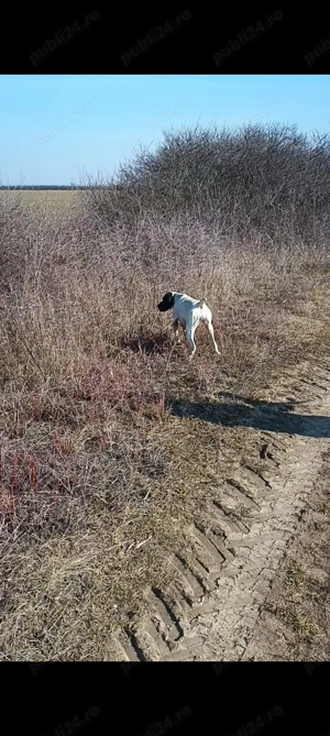 Vând brac german cu păr scurt - imagine 2