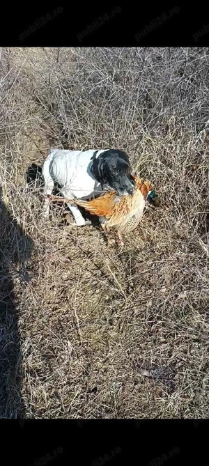 Vând brac german cu păr scurt - imagine 3