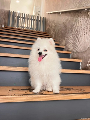 Pomeranian toy, spitz mascul si femela.(nu pudel)  - imagine 3 Pomeranian toy, spitz mascul si femela.(nu pudel)  - imagine 3