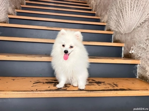 Pomeranian toy, spitz mascul si femela.(nu pudel)  - imagine 2 Pomeranian toy, spitz mascul si femela.(nu pudel)  - imagine 2