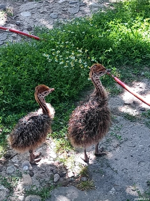 Vând pui de struți 