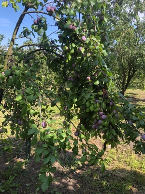 tuica prune - imagine 3