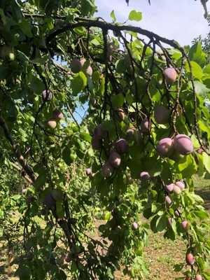 tuica prune - imagine 4