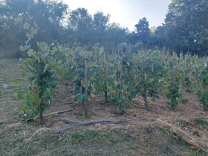 Vand teren extravilan in suprafata de 5976 mp situat in loc. Popesti, sat Curtea, jud. Valcea - imagine 6