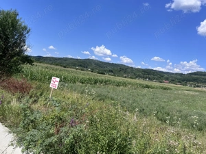 Teren 7.880 mp de vânzare   Șerbăneasa, Nicolae Bălcescu (Vâlcea) - imagine 3