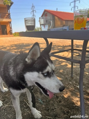 Husky de vanzare -1an vaccinat doar 500 Ron - imagine 3