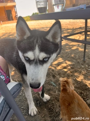 Husky de vanzare -1an vaccinat doar 500 Ron - imagine 2