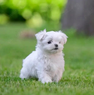 Canisă autorizată vinde Bichon Maltez varietate Mini