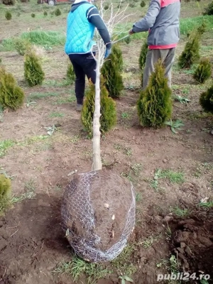 gazon si sisteme de irigații  - imagine 3