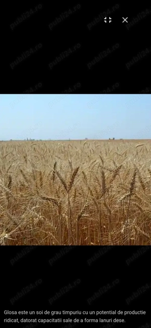 Vand grau de samanta