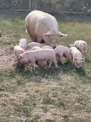 Purcei de vânzare nr telefon