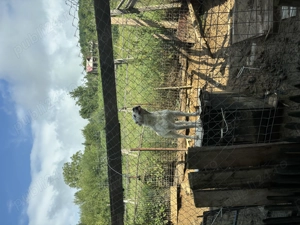 Vand dog argentinian 