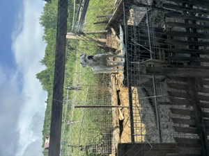 Vand dog argentinian  - imagine 2 Vand dog argentinian  - imagine 2