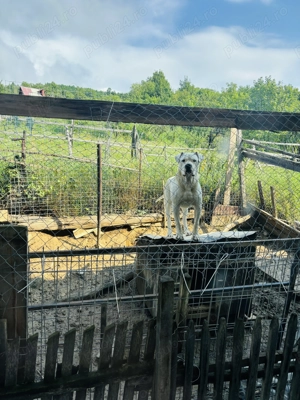 Vand dog argentinian  - imagine 3 Vand dog argentinian  - imagine 3