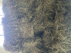 baloti de fan 2025 - imagine 2