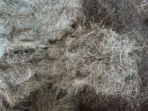 baloti de fan 2025 - imagine 3