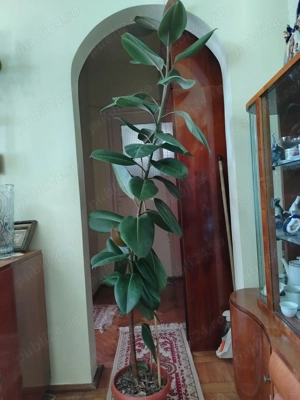 ficus de vanzare