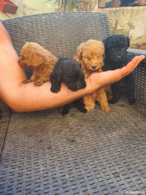 Toy pudel - imagine 3