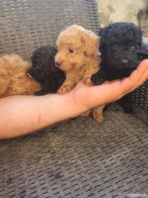 Toy pudel - imagine 2