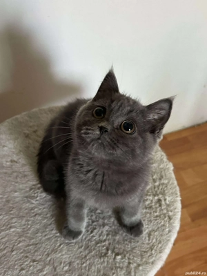 minuni jucause - imagine 2