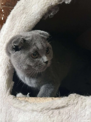 minuni jucause - imagine 3