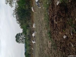 vand capre - imagine 2 vand capre - imagine 2