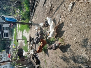 vand pasari de curte - imagine 2