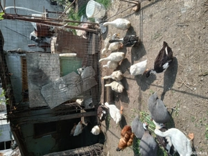 vand pasari de curte