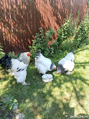 Gaini Wyandotte, Brahma, Cochinchina si oua pt incubat