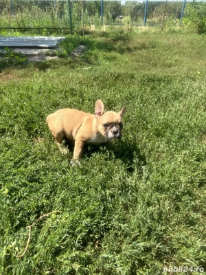 Buldogi francezi - imagine 3