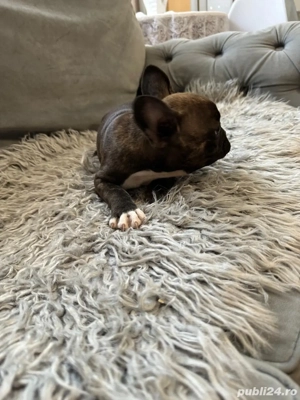 Buldogi francezi - imagine 2